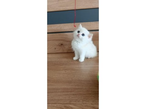 British shorthair ny1233 erkek