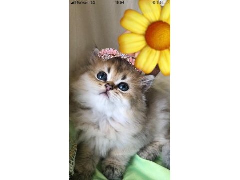 Safkan golden british longhair bebekler