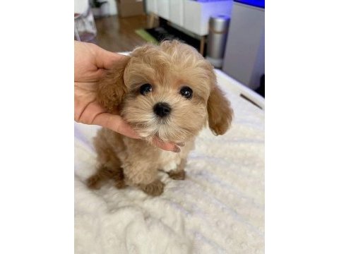 Kg garantili maltipoo yavrularımız