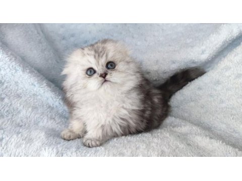 Harika bir minik prenses scottish fold