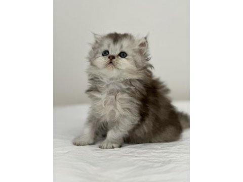 Son 2 yavru british shorthair