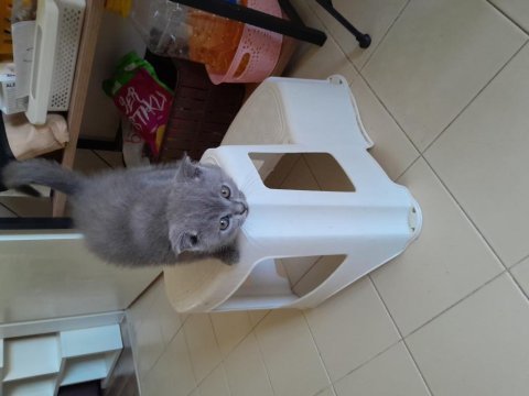 2 aylık yavru erkek çok oyuncu bebiş