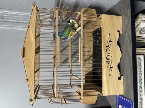 Golden finch gökkuşağı ispinozu çift