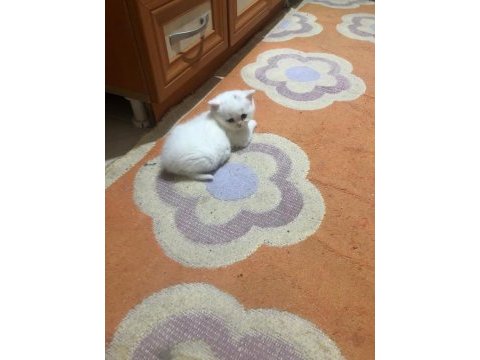 British shorthair kartopları