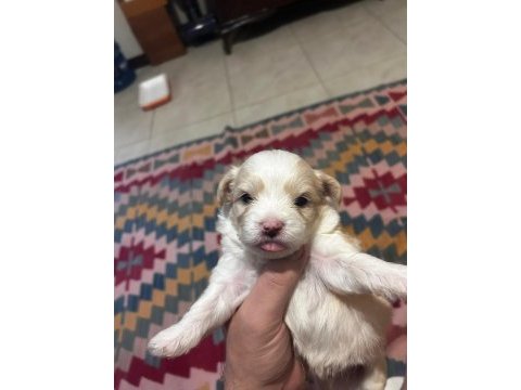 Maltipoo yavrular