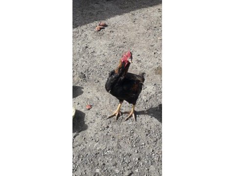 A kalitede hint horozları