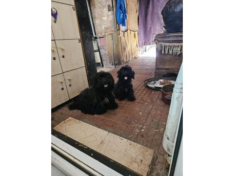 Ücretsiz sahiplendirme köpekler