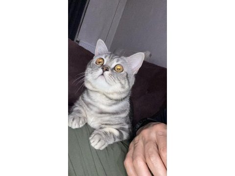 British shorthair duman yeni yuvasını bekliyor
