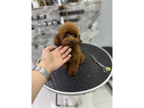 Korean orjinal poodle kızımız en iyisi