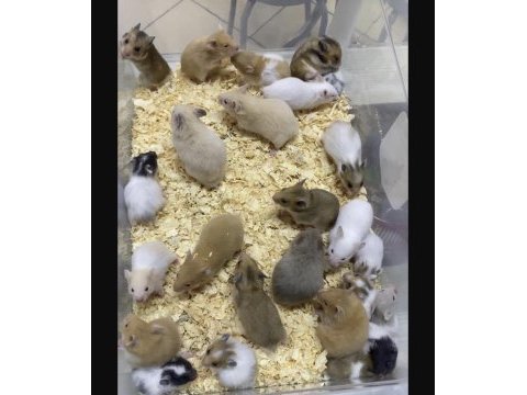 Isırma yapmayan yavru hamster en uygun bizde