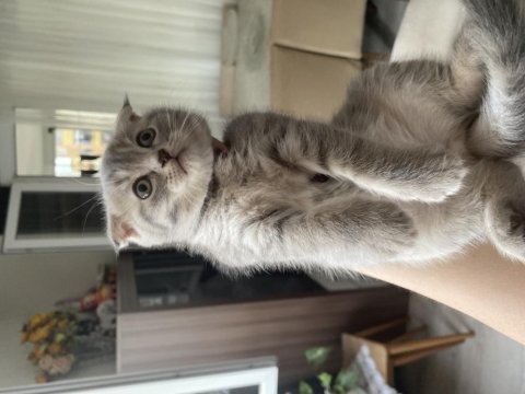 Scottish fold silver