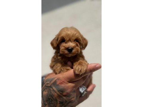 Tiny boy sevimli maltipoo yavrular