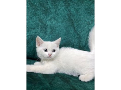 British shorthair