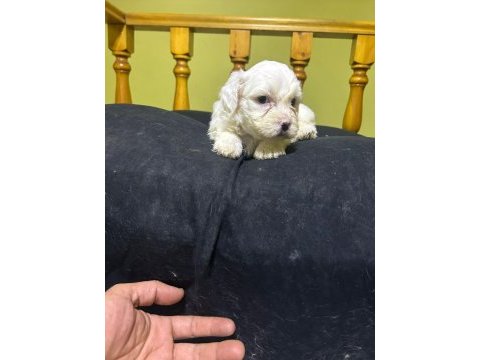 Maltese beyaz köpeği