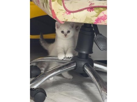 Safkan british shorthair ayı surat bebek