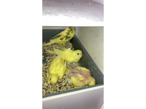 Limon sarısı jumbo kırmızı gözlü muhabbet kuşlarım