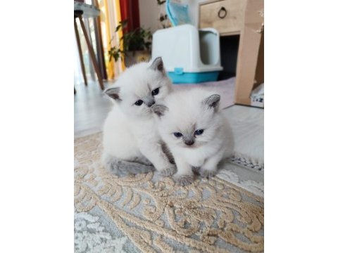 Son kalan british yavrularıma yuva arıyoruz