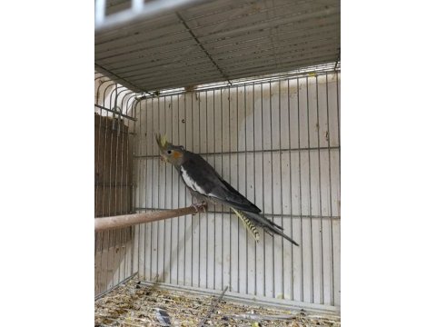 3 aylık erkek yavru sultan papağanı