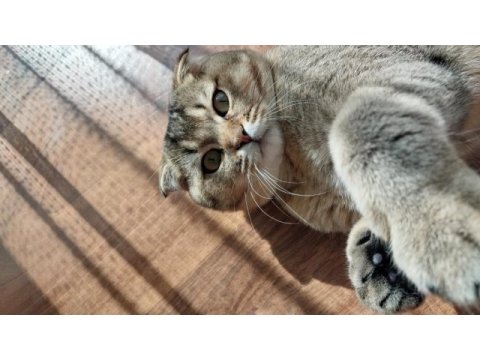 Scottish fold kedisi acil satılık