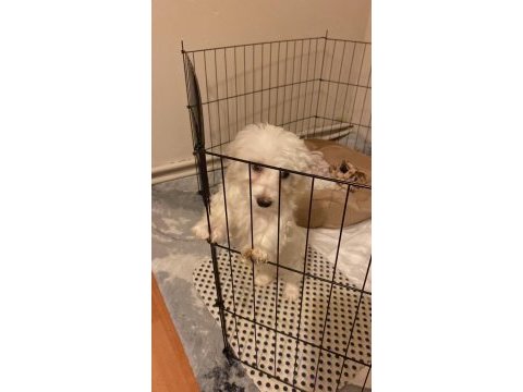 3 aylık maltese terrier