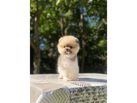 Pomeranian boo yavrularımız