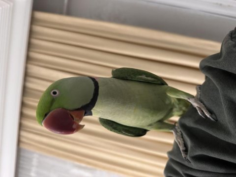 Bayram şekeri iskender papağanımız