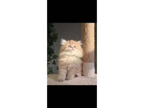 Orijinal safkan british longhair dişi yavru