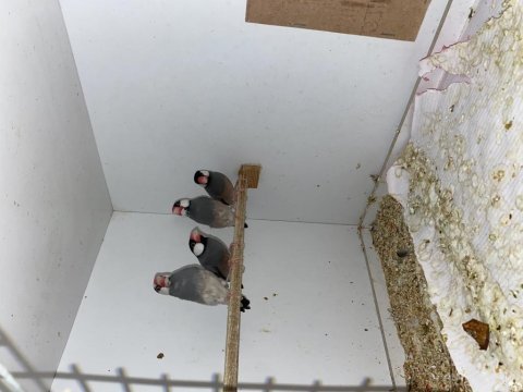 Java ispinozu finch