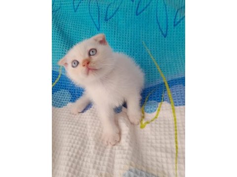 50 günlük scottish fold yavruları