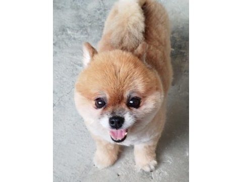 Pomeranian boo çifti