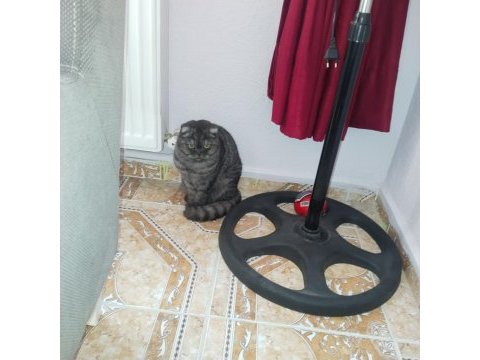 Evimizin scottish fold prensesi mia