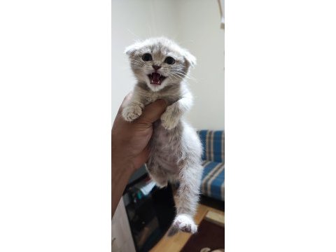 Sahibinden 3 aylık yavru scottish fold