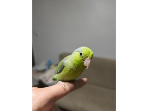 Ele alışkın yavru forpus papağanı