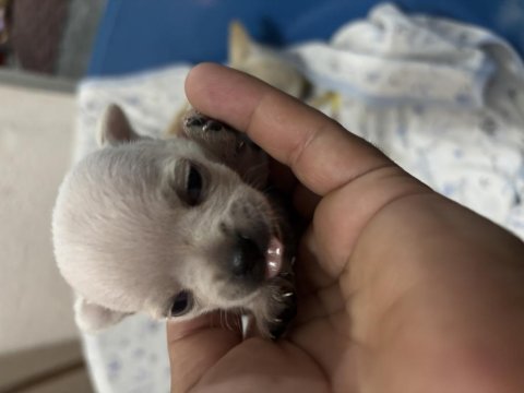 Chihuahua şivava