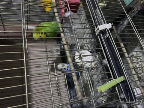 Jumbo teksas japones muhabbet kuşu satılıktır