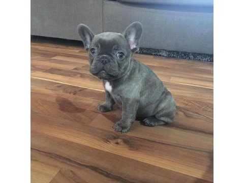 French bulldog yavruları