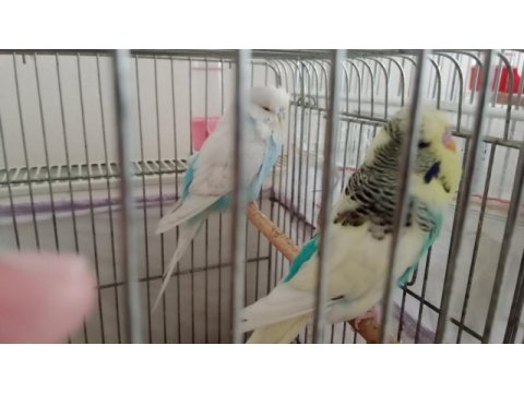 Full evcil muhabbet kuşu ve sultan papağanı