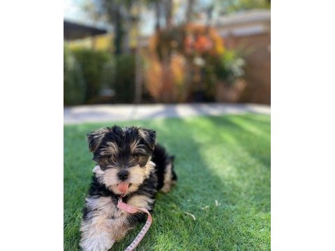 Çok sosyal sevecen yorkshire terrier yavrular