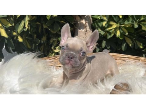 Exotic renk french bulldog yavrularım