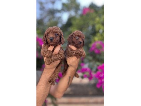 Red brown toy poodle yavrularımız