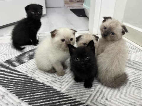 6 adet yavru kedimiz darıca merkezdeyiz