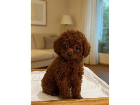 Toypoodle yavruları elite seri burada