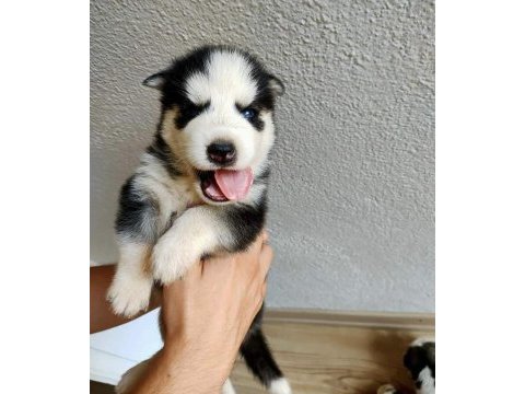 Husky yavrularımız yeni ailesini bekliyor