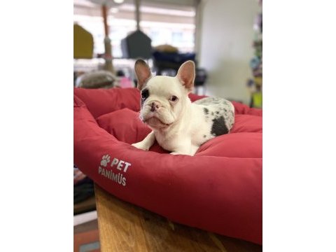 Mavi gözlü maskeli french bulldog erkek yavrumuz