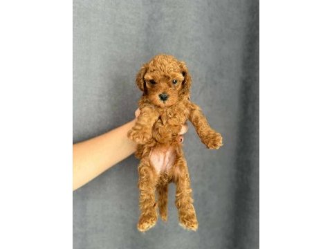 Orjinal  red brown baby face toy poodle yavrular