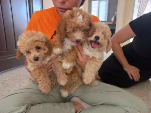 Maltipoo 2.5 aylik 0 numara