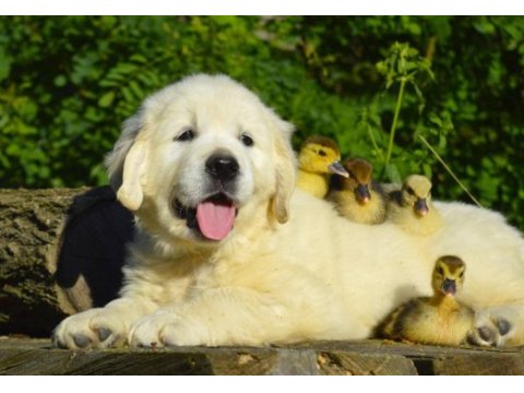 Golden retriever yavrular canlı görerek alabilirsiniz