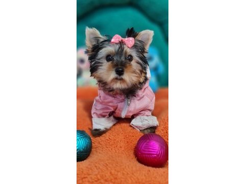 Şecereli teacup dişi yorkshire terrier yavrumuz