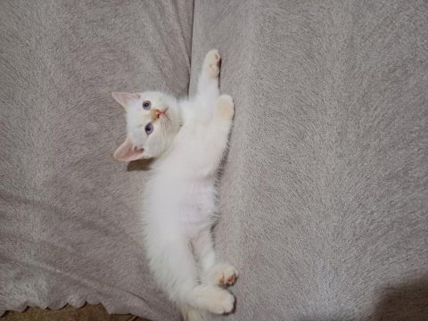 Kendi kedimin yavrularını çok çok uyguna vereceğim