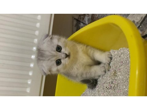 Scottish fold 2 aylık